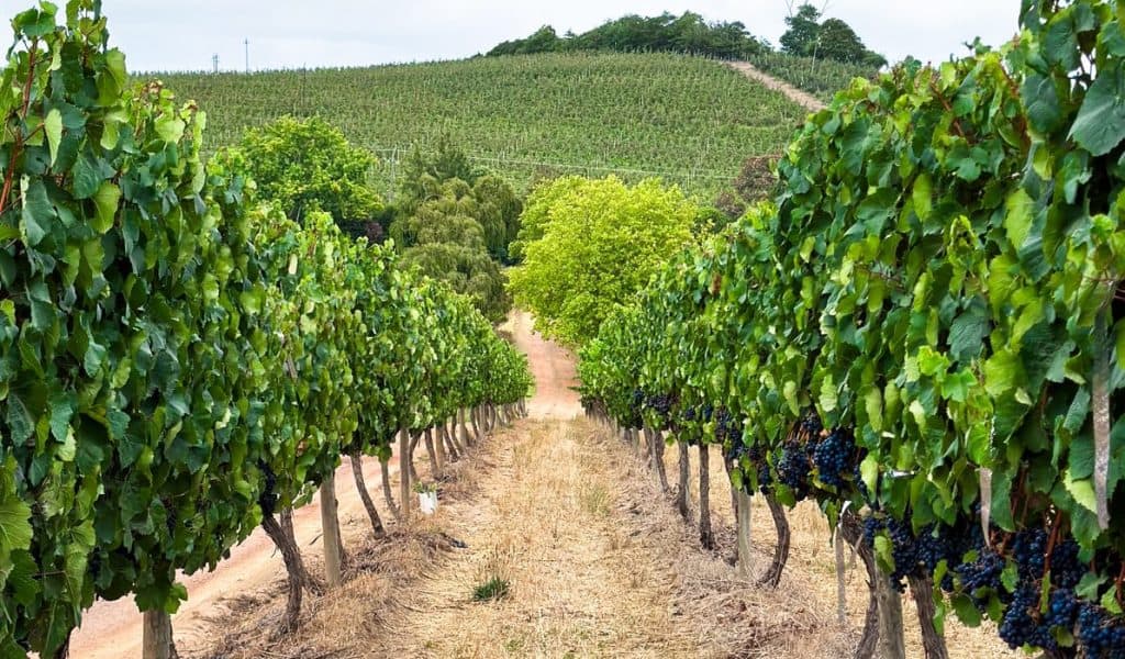 Vineyard landscape at Paul Wallace Family Wines showcasing lush grapevines and rolling hills, emphasizing premium South African wine production.